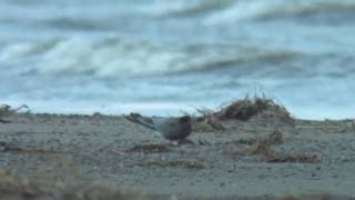 ハシグロクロハラアジサシ（1）稀な旅鳥（モンゴル） - Black Tern - Wild Bird - 野鳥 動画図鑑