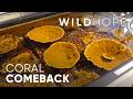 Coral Reefs That Can Finally Beat the Heat | WILD HOPE