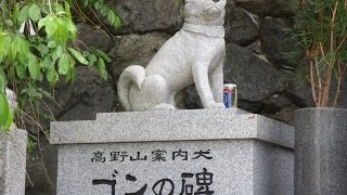 高野山の案内犬ゴンの歌　妙佳(Taeka)　ほんとにいた不思議な犬のお話　高野山の案内犬ゴン