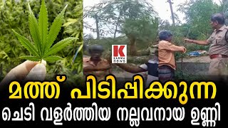 വീട്ടുവളപ്പില്‍  മത്ത് പിടിപ്പിക്കുന്ന ചെടി :നല്ലനവായ ഉണ്ണിയെ എക്‌സൈസ് പൊക്കി