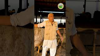 Village agriculture and cow | Gir Gau Jatan | Rameshbhai Rupareliya