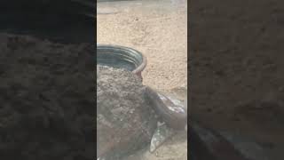 #breaking உலகிலேயே அதிக விஷத்தன்மை கொண்ட பாம்புகள்🐍!!//snake # viral video..🐍🐍