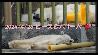 【しろくまピース】2024/4/26のピース＆バリーバ💕　とべ動物園