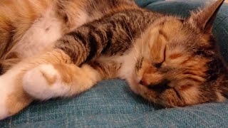 【猫動画】とにかく遊んでほしい猫とたくさん遊ぶ【遊ぶ】