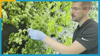 How to: Harvest Cilantro and Parsley in a Hydroponic Garden