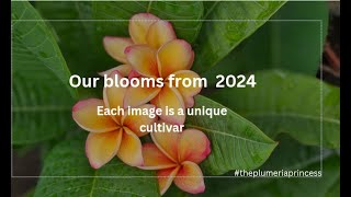 A Recap of all our Plumeria Blooms in 2024