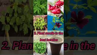 How to grow Roselle Gongura Ambadi #youtubeshorts #shorts