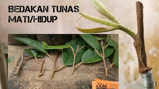 BEDAKAN TUNAS DURIAN YANG AKAN HIDUP DAN MATI Tips Memilih Tunas Durian untuk sambung pucuk / samsip