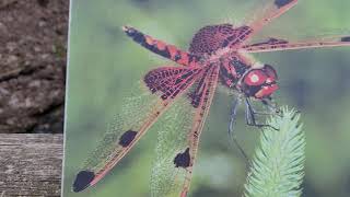 Cambo.Vlog 13; Nature Park. សួនធម្មជាតិ. 🐦  😍  🌹