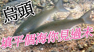 黑吉落入前打 成海都係烏頭唔係釣唔到呀