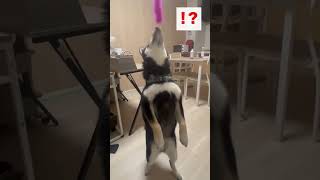 二足歩行を始める柴犬 #shots #dog