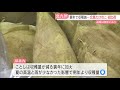 北九州市の高級食材「合馬たけのこ」出荷が始まる　裏年で収穫減るも品質は例年どおり