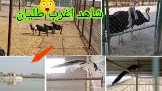 تصوير مزرعه الاستاذ حسين عجيمي 🦆🐟🫎🐐🐑🦙