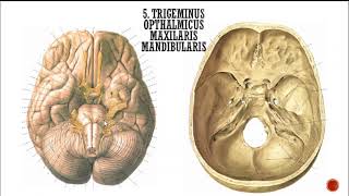 Anatomi Meninges, Nervi cranialis dan Cerebrovaskular