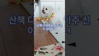 산책 다녀온 후 신난 강아지