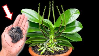 Just give the roots 1 spoon! The orchid immediately produced 10 times more buds