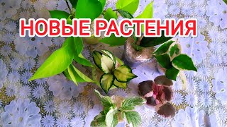 🌿Очередная распаковка посылки с цветами/Первые хойи в коллекции 🌿