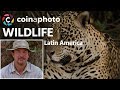 Wildlife in South America with Nick Dale | Phototalk | Coinaphoto