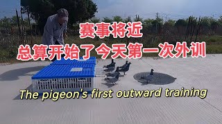 The pigeon's first outward training第一次外訓，給鴿子建立自信心