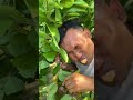 Funny man vs weaver ants nest