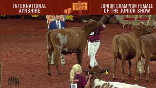 115 Ayrshire Junior Champion of the Junior show