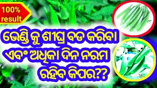 bheni ku adhikadin naram kipari rakhibe | ଭେଣ୍ଡି କୁ ଅଧିକଡିନ ନରମ କିପରି ରଖିବେ |ଭେଣ୍ଡିକୁ ବଡ କିପରି କରିବେ