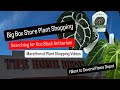 Big Box Store Plant Shopping Doc Block Anthurium Search Marathon Going to Home Depots to Find Plants