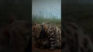 World's Deadliest Cat   The Black Footed Cat is efficient water use #cat #wildlife #wildcats #water