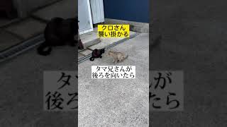 猫兄弟喧嘩、母に怒られる#shorts