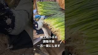 【農福連携】加工用小ネギ調整作業