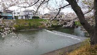 静岡県浜松市中区船越町 馬込川2020 桜並木 01