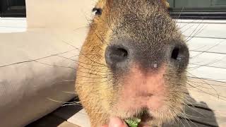 Capybara Tries New Food \u0026 Breaks Into My House