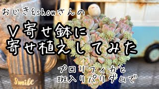 【多肉植物】Ｖ寄せ鉢にプロリフィカと斑入りパリダム寄せました