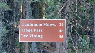 Mit dem Miet - Wohnmobil in den USA unterwegs  -  Yosemite National Park - Bog Pine