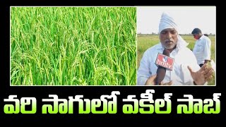 వరి సాగులో వకీల్ సాబ్ | Paddy Cultivation | hmtv Agri