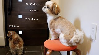 切ないお留守番｜悲しすぎて玄関から離れない愛犬とお友達www