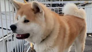 秋田犬の遠吠え