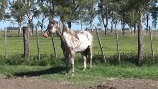 VENDIDO - Padrillo overo colorado criollo sin registro - $150.000 pesos - LOSEQUINOS.COM