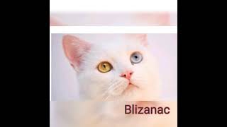 TVOJ HOROSKOPSKI ZNAK, TVOJA MACKA part 1🐱♈♉♊♋♌♍♎♏♐♑♒♓⛎