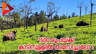 1500 രൂപക്ക് ഊട്ടിയിൽ കാടിനുള്ളിൽ താമസിക്കാം, ഒപ്പം വന്യമൃഗങ്ങളെയും കാണാം#cairn hill#forest#travel