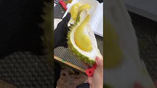 Vietnam Special Durian #tropical #fruit #ri6