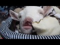 ヤギの大あくび big yawn of a goat