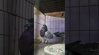 নর কবুতর মাদি দেখলে ভয় পাচ্ছে #pigeonpair #pigeonpower