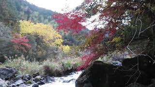 霧見神社横の渓谷と紅葉