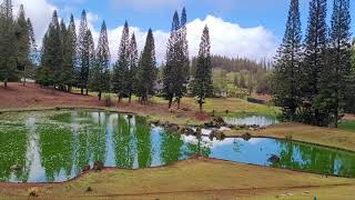 Lanai Adventure Park View