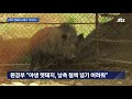 dmz 멧돼지 사체서 바이러스 …김포·파주 2건 확진