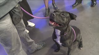 Meet Allie, our Pet of the Week!