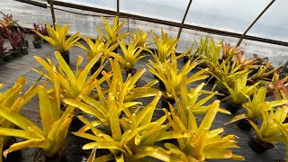 Relaxing Rare Plant Research greenhouse tour and haul!