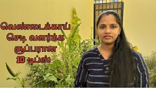 வெண்டைக்காய் செடி வளர்க்க சூப்பரான 10 டிப்ஸ் | 10   tips to grow lady's finger plant | bindhi plant