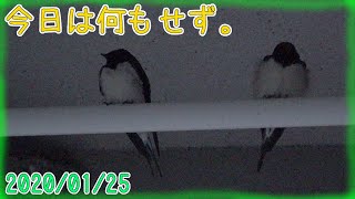 ツバメさん、今日は何もせず。2020/01/25